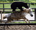 Bear Horse.jpg