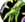 Shaman resto.png